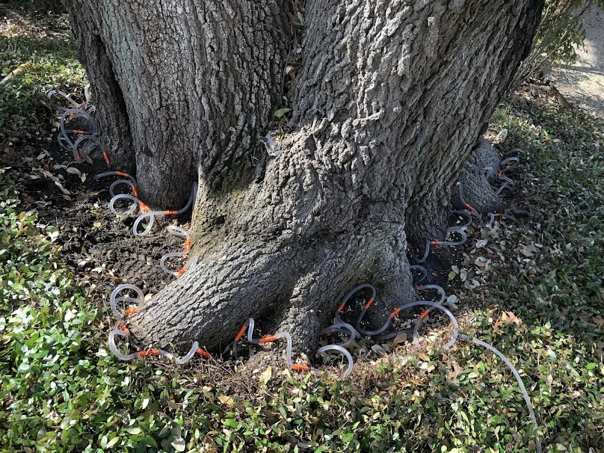 Detailed Tree Cabling and Bracing job site in Sturgis